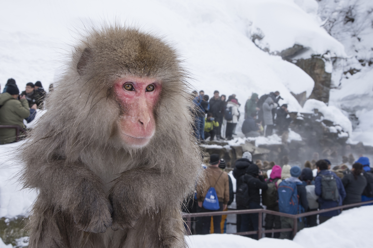 Monkeys and tourists