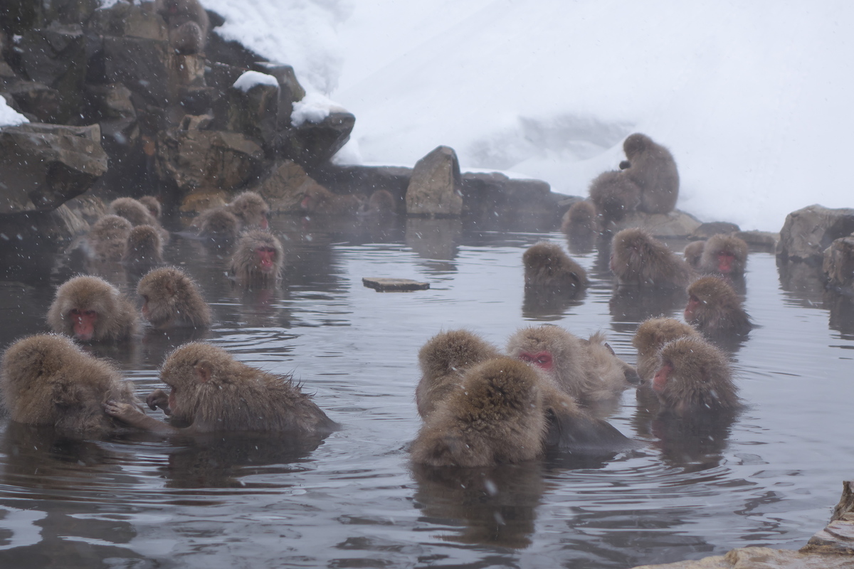 Monkeys gathered together to beat the cold