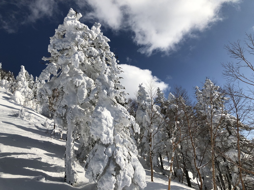 The frost-covered trees from the ski lift